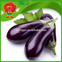 2015 Fresh egg plant for sale